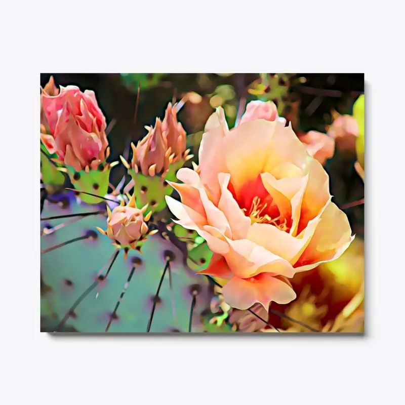 Peach Cactus Blooms