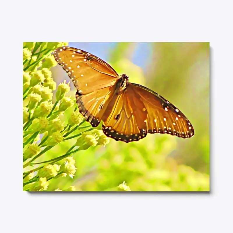 Monarch Butterfly Beauty