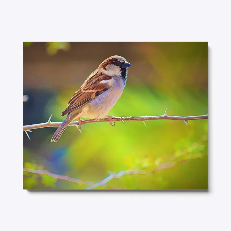 House Sparrow